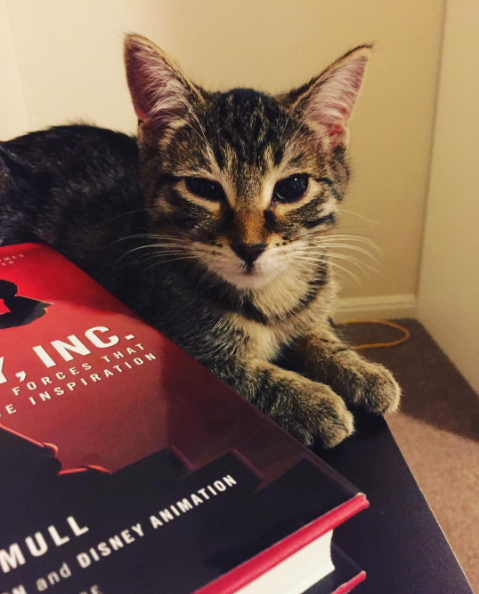 cat with book